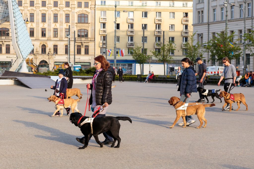 Puppy Raisers walking dogs in harness through a city square