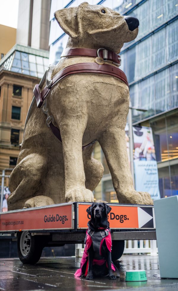 International Guide Dog Day - International Guide Dog Federation