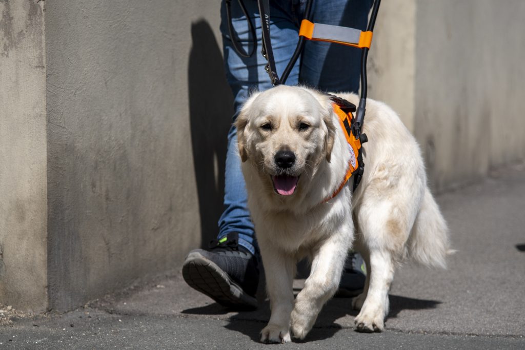 yellow labrador in harness walking next to someone in jeans