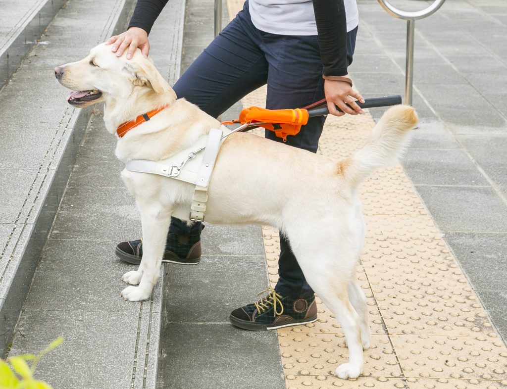 Guide Dog stopping at a step with its trainer